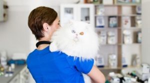 Veterinarian holding a fluffy white cat with two different colored eyes