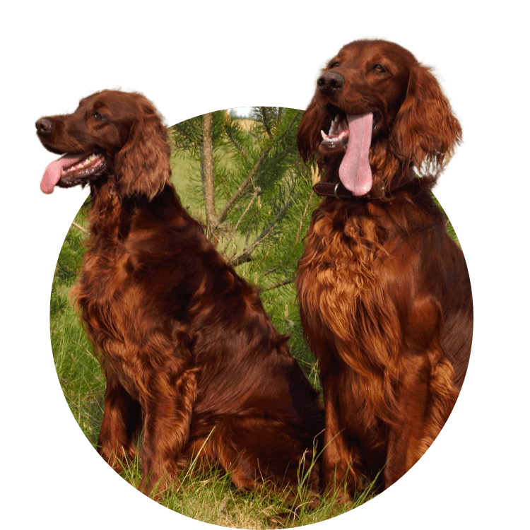 Two Irish Setters with their Tongues Out