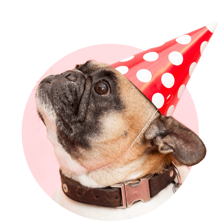 A bulldog wearing a party hat