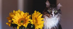 Pretty cat sitting next to a vase of sunflowers