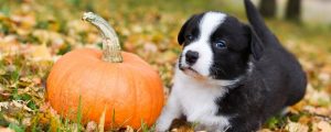 A puppy sitting in a yard with leaves next to a pumpkin