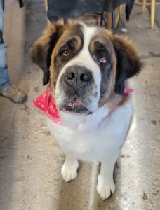 A St Bernard with a pink bandana around her collar. She looks up past the camera.