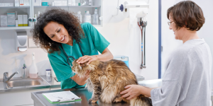 Developing Leadership Skills in Veterinary Medicine: Techniques to Motivate and Manage Your Team