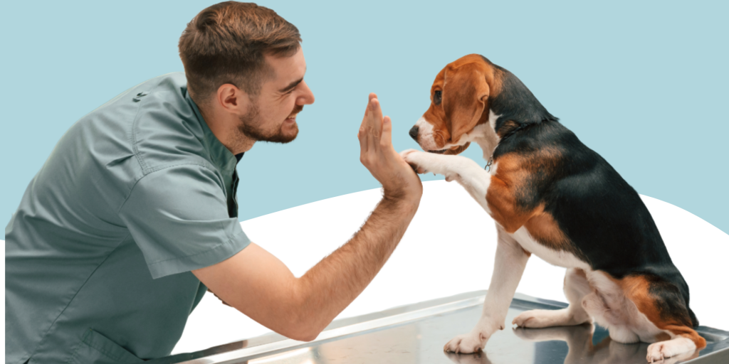Veterinarian giving a high-five to a dog