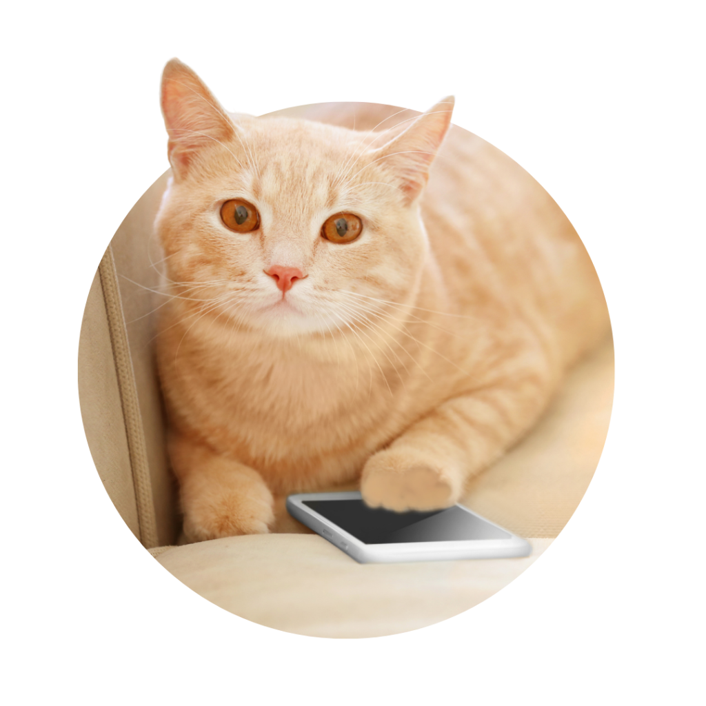 Promote open communication. Cat with a phone. 