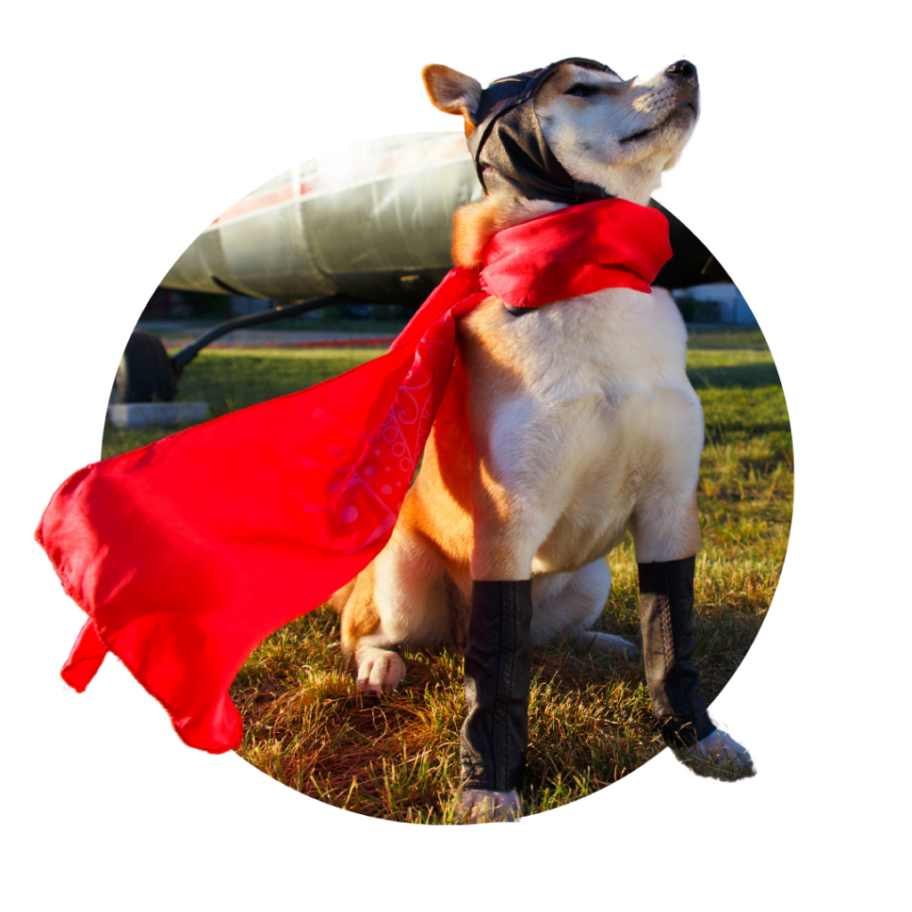Leverage each generation's strengths. Dog wearing a cape. 