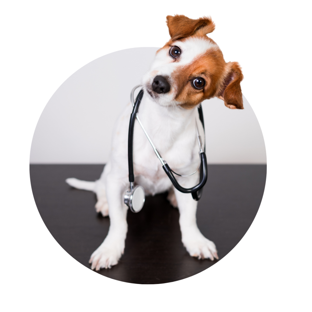 Understanding the generational landscape. Dog with a stethoscope.