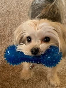 Marley | May 25, 2017 – July 26, 2025