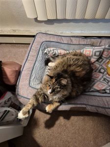 Sasha | May 2014 – Nov 17, 2025