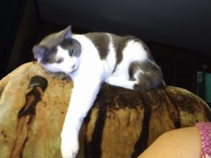 Smokie Joe Lonesome | May 3, 2012 – Nov 14, 2025