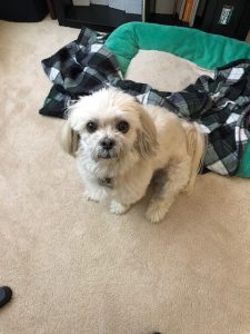 Foxy | April 21, 2011 – April 12, 2026