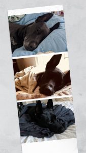 Bruxie | June 8, 2015 – May 28, 2026
