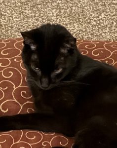 Pepper | Nov 1, 2012 – May 10, 2026