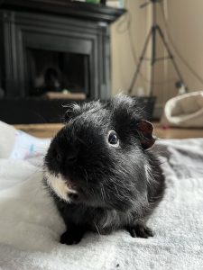 Marvin | April 30, 2019 – April 30, 2026