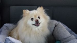 Bruno | Oct 4, 2007 – Oct 1, 2026